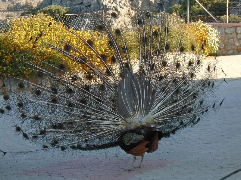 Апарт отель Lindos Nest Pefki  Экстерьер фото